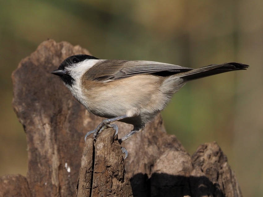 Cincia bigia (Poecile palustris)